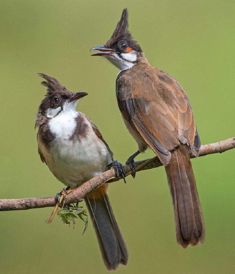 Chim chào mào Má Đỏ Đặc điểm, cách nuôi, bao lâu lên má đỏ, giá