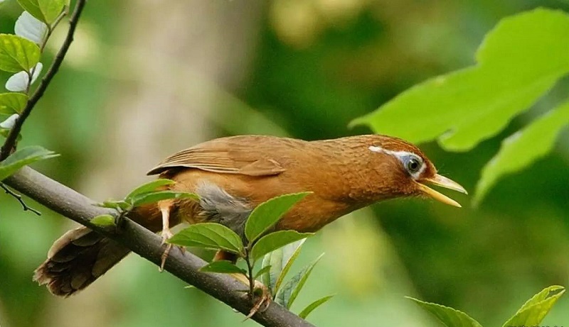 Một số loài chim đặc hữu của việt nam phân bố tại vườn quốc gia Bidoup Núi  Bà