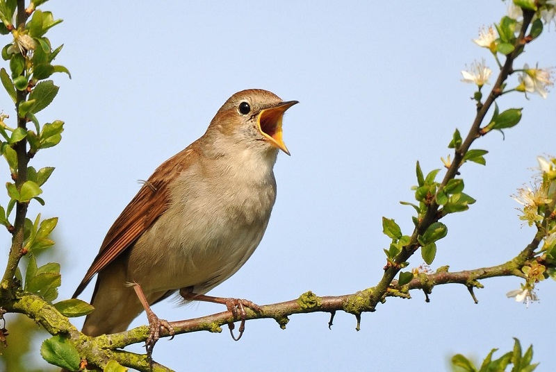 Lóa mắt với chim quý tộc giá tiền tỷ có 'bảo mẫu' chăm sóc | Tin tức Online