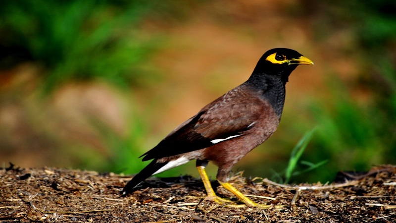 Chim sáo đen - Tìm hiểu về đặc điểm, tập tính của chim