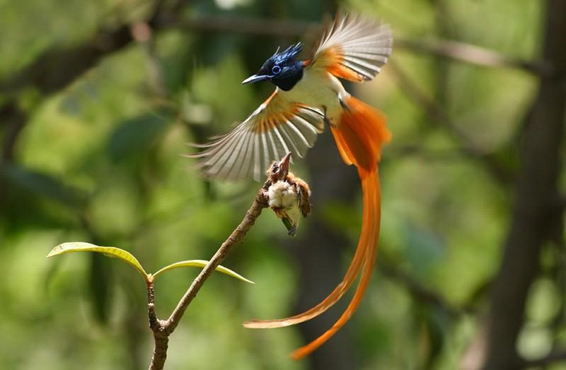 10 loài chim có lông đuôi dài tuyệt đẹp