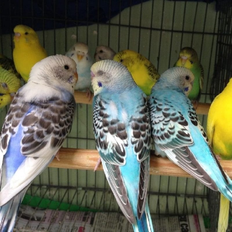 Những điều cần biết trước khi nuôi chim yến phụng – Chim Cảnh Việt