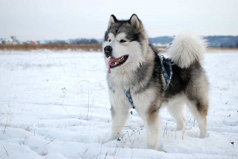 Những đặc điểm của chó Alaska thuần chủng