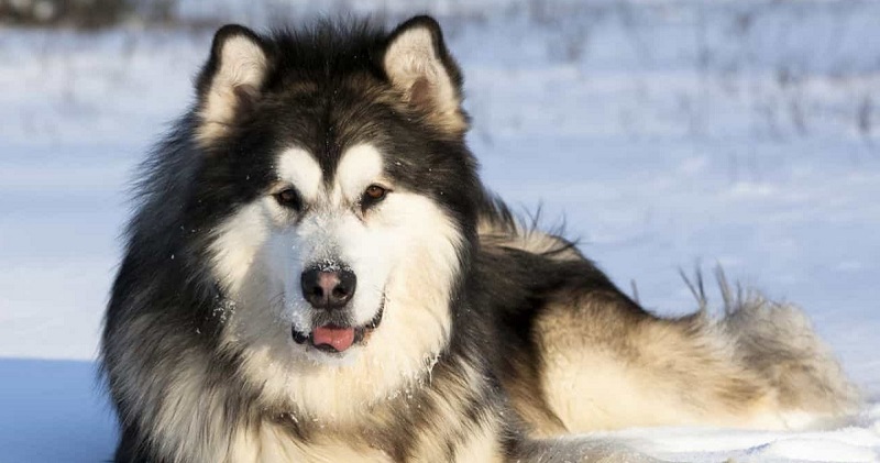 Đặc điểm ngoại hình của chó Alaska Malamute