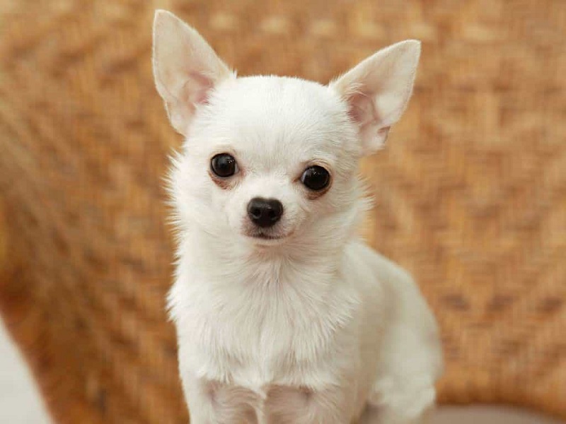 Đôi nét về chó Chihuahua