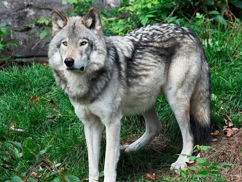 Lịch sử ra đời của chó lai sói Wolf-hybrid