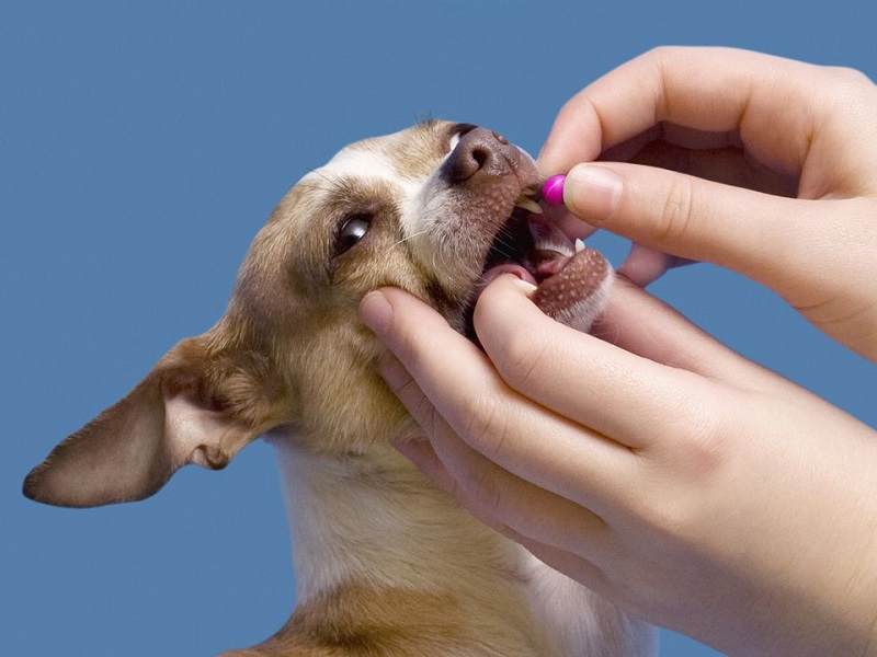 Cách điều trị chó bị nôn ra giun hiệu quả
