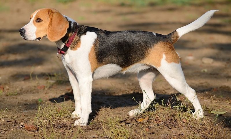 Nguồn gốc về loài chó Beagle