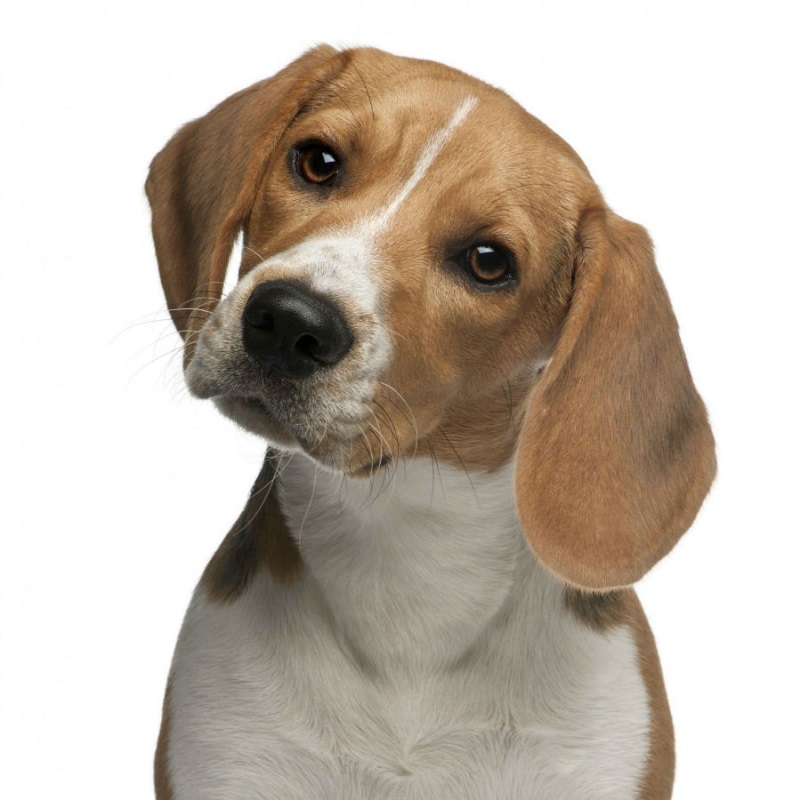 Đặc điểm và tập tính của chó Beagle