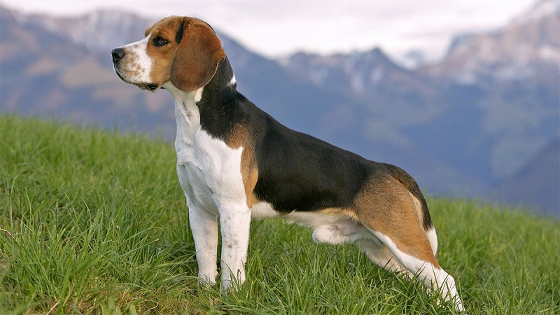 Một số điều cần biết để nuôi chó săn thở Beagle thật tốt