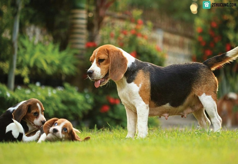 Giá chó Beagle nhập khẩu từ châu Âu
