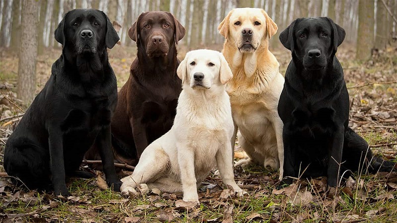 Chó tha mồi Labrador - nguồn gốc, đặc điểm, cách nuôi và giá bán