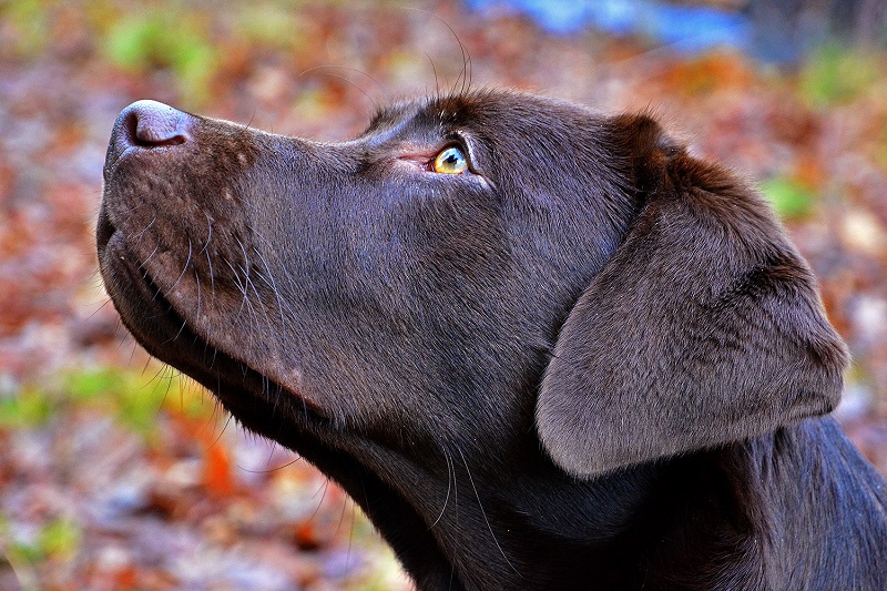Đặc điểm tính cách của chó Labrador