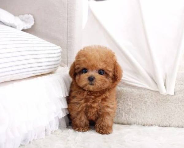 Chó Tiny Poodle - Đặc Điểm, Thức Ăn Và Bảng Giá 2022