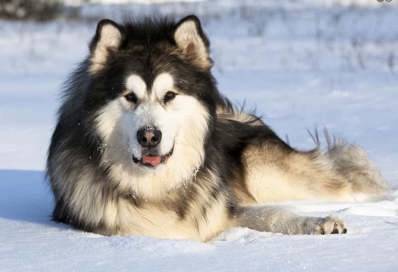 Đặc điểm của chó Alaska 