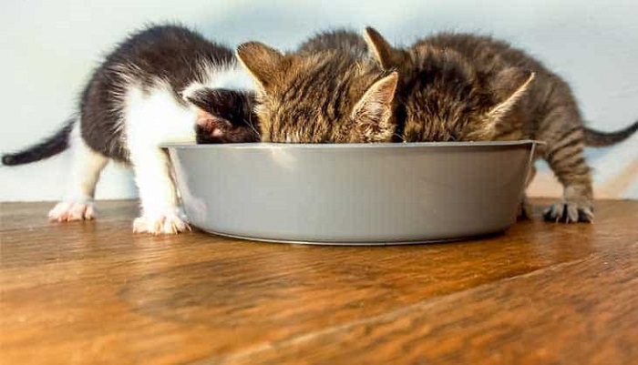 Mèo con 2 tháng tuổi ăn gì? Ăn bao nhiêu là đủ?