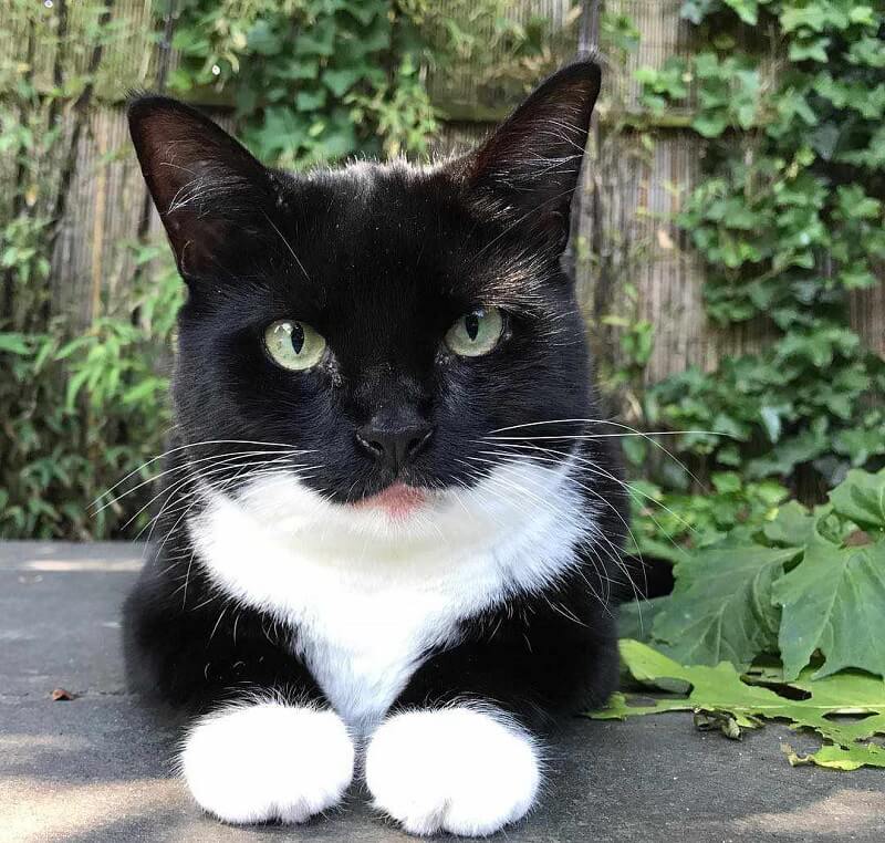 mèo tuxedo