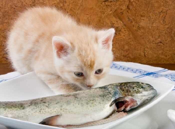 Mèo ăn cá sống được không?