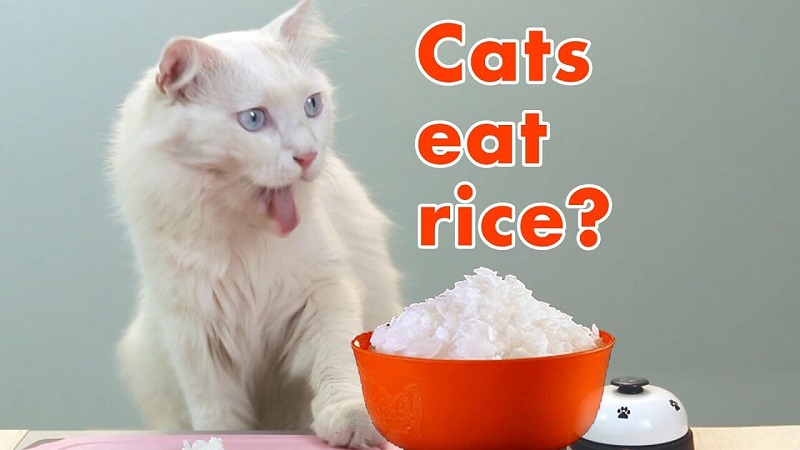 Mèo ăn cơm được không? 