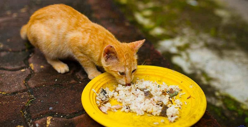 Những thói quen ăn cơm gây hại cho mèo