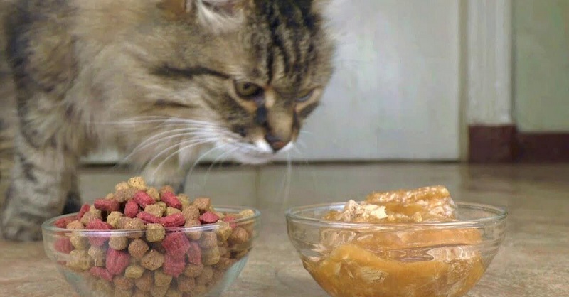 Hướng dẫn cách cho mèo tập ăn cơm