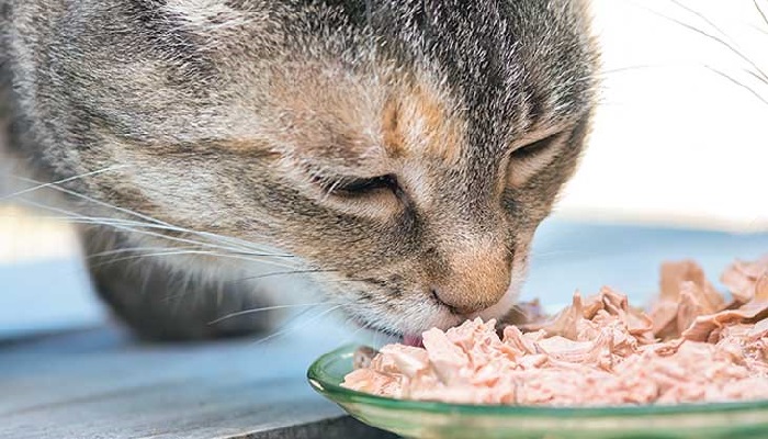 Những rủi ro có thể gặp khi mèo ăn lạnh