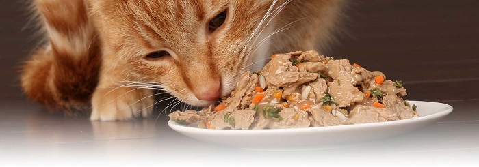 Mèo ăn gan có tốt không?