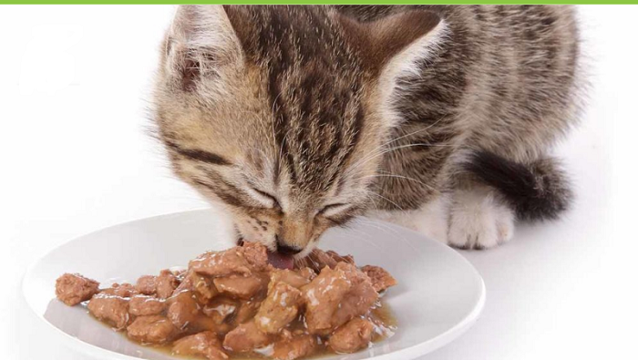 Có nên cho mèo ăn nhiều gan không?