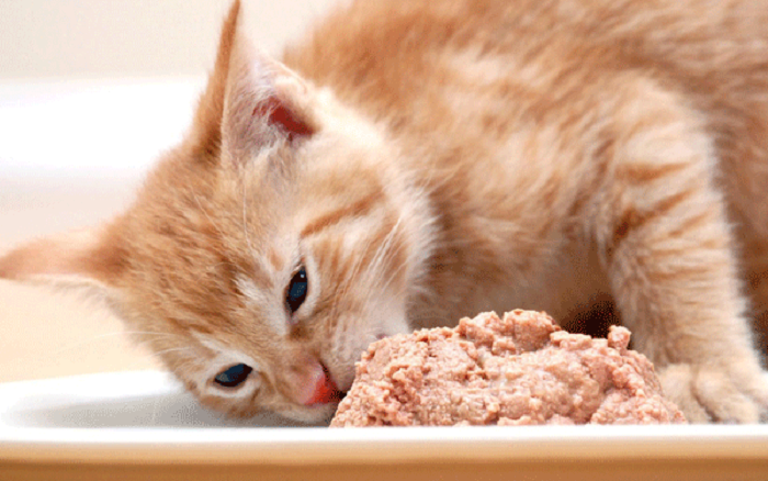 Cho mèo ăn gan thế nào thì đúng?