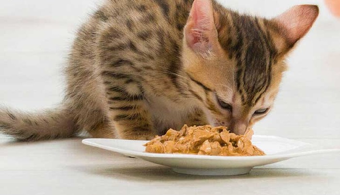 Mèo ăn mặn có sao không?