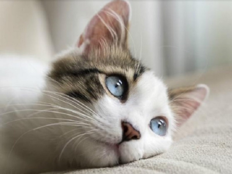 Chẩn đoán mèo bị chảy nước mắt như thế nào?