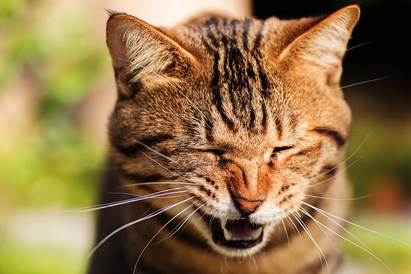 Mèo bị hắt hơi sổ mũi có nguy hiểm không?