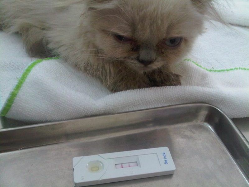 Mèo bị tiêu chảy và nôn do nhiễm giun sán 