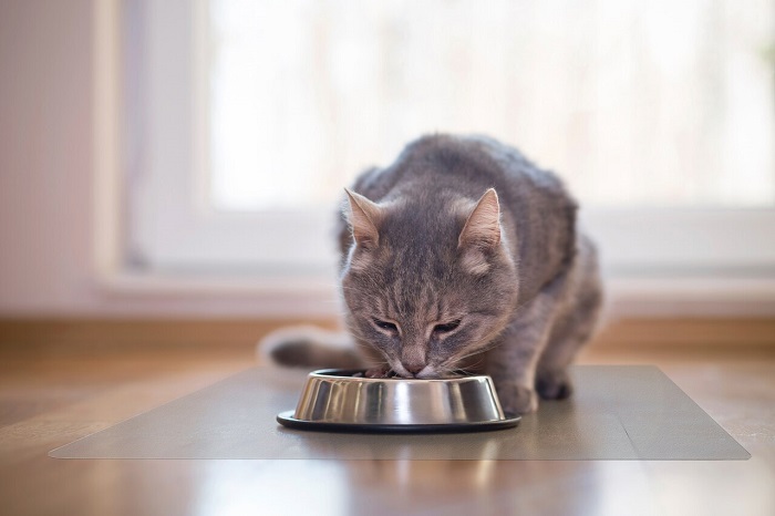 Mèo có ăn được gia vị không?
