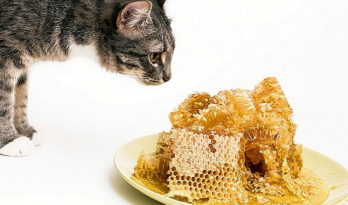 Mèo có ăn được Mật Ong không?