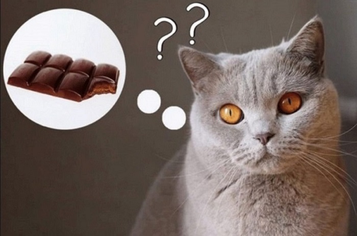 Vì sao mèo không nên ăn Socola?