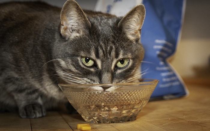 Gợi ý các thức ăn dành cho mèo bầu