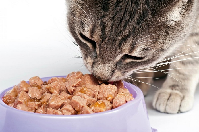 Lượng thức ăn cho mèo bầu