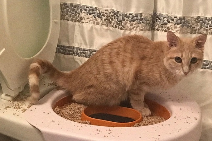 Mèo có thể nhịn đi vệ sinh trong bao lâu?