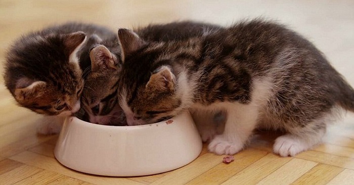 Hướng dẫn cách dạy mèo ăn thức ăn bình thường