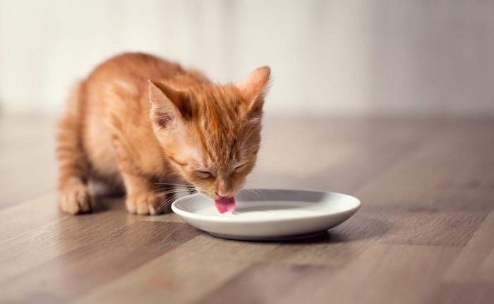 Uống sữa tươi có hại cho mèo con không?