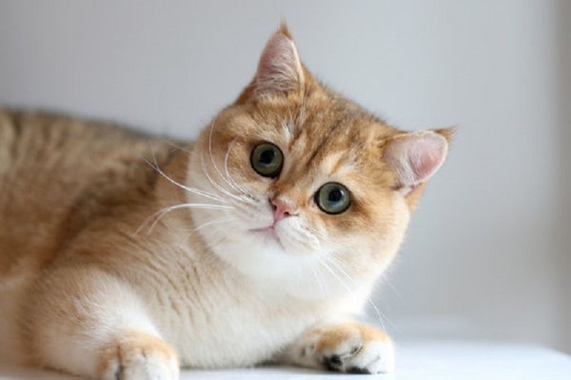 Mèo Golden là giống mèo gì? Nguồn gốc xuất xứ