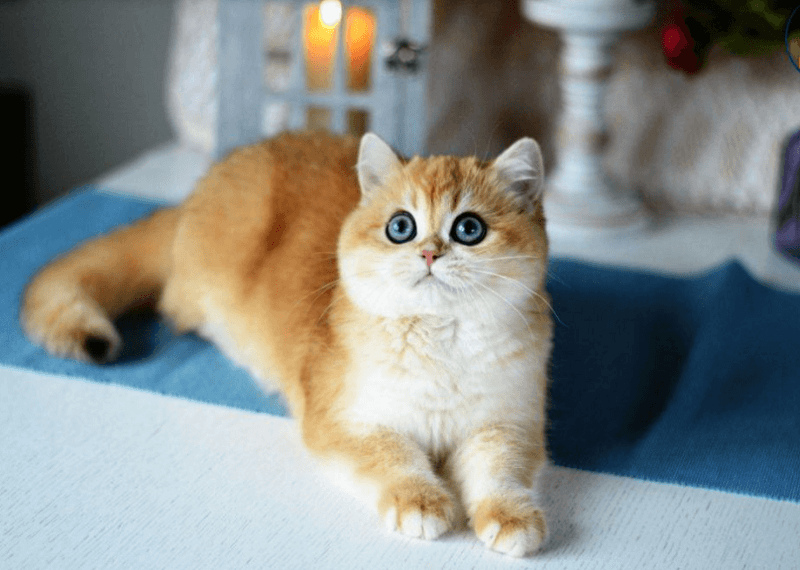 Tính cách của mèo Golden