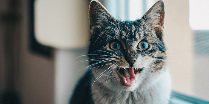 FAQ về việc mèo kêu không ra tiếng