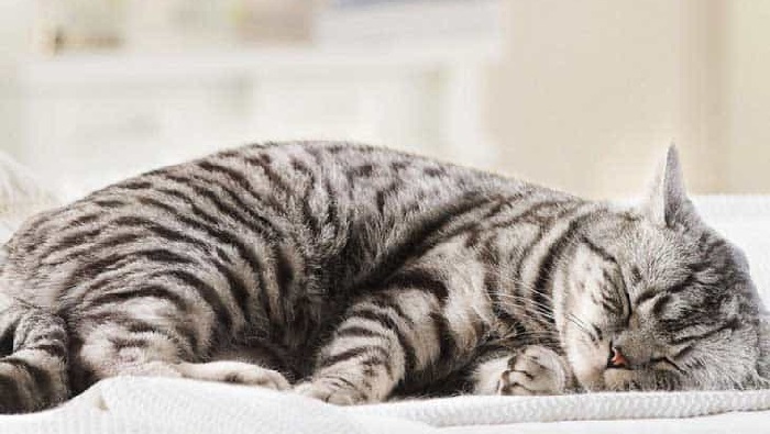 Mèo ngủ bao nhiêu ngày một tiếng?