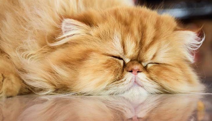 Mèo ngủ nhiều có sao không?