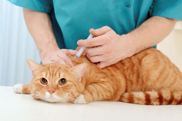 Tìm hiểu về lịch cần tiêm vaccine cho mèo