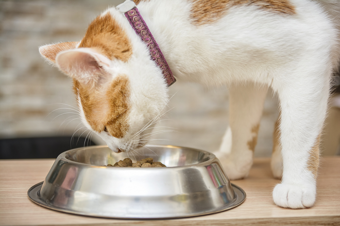 Mèo thiến (triệt sản) xong không nên ăn gì?