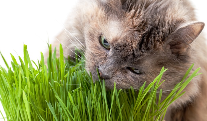 Tại sao Mèo ăn cỏ?