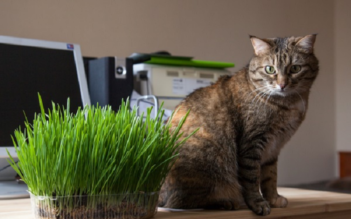 Những lợi ích khi mèo ăn cỏ